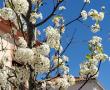 flores bonal